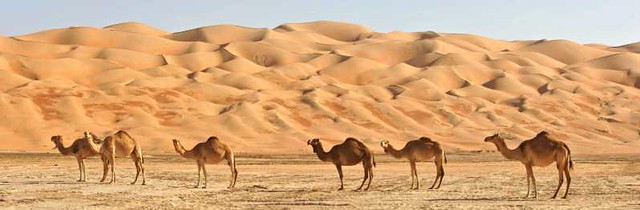 Wahiba Sands 4WD Tour from Muscat, Sultanate of Oman