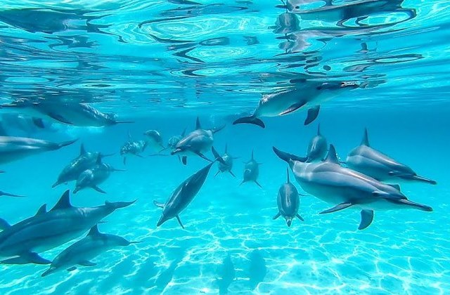 I Delfini di Sataya Reef: Escursione in Minibus e Barca da Marsa Alam per Nuotare con i Delfini