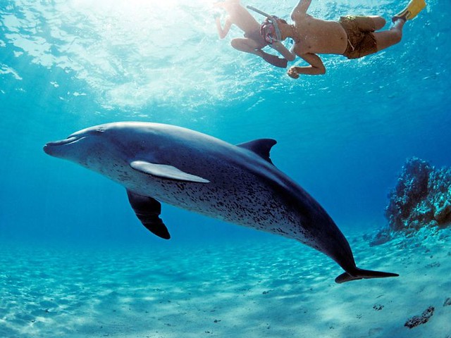 Dolphins Tour: Full Day Boat Day-Trip from Hurghada to Swim with Dolphins and Coral Reef Snorkeling