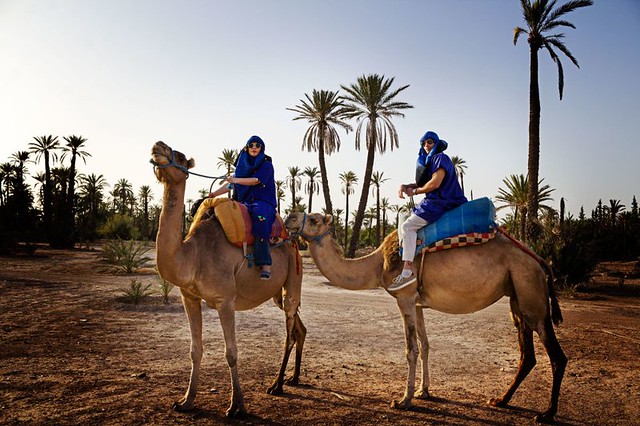 Tour in Cammello: Escursione di 3 Ore in Cammello nel Palmeto di Marrakech