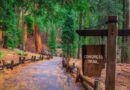 Cosa Vedere a Sequoia National Park: le 4 Escursioni e Sentieri Più Belli