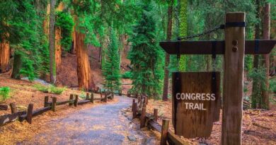 Cosa Vedere a Sequoia National Park: le 4 Escursioni e Sentieri Più Belli