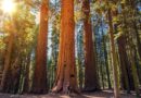 Dove Alloggiare a Sequoia National Park e Kings Canyon