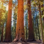 Dove Alloggiare a Sequoia National Park e Kings Canyon