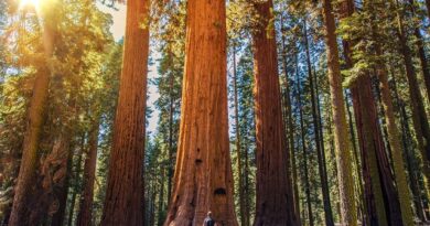 Dove Alloggiare a Sequoia National Park e Kings Canyon