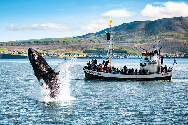 Conclusioni sulle Migliori Escursioni per Vedere le Balene a Húsavík in Islanda Conclusioni sulle Migliori Escursioni per Vedere le Balene a Húsavík in Islanda