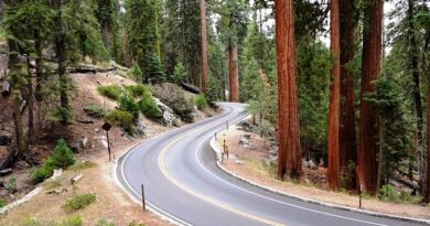 Come Arrivare e Come Spostarsi a Sequoia National Park e Kings Canyon