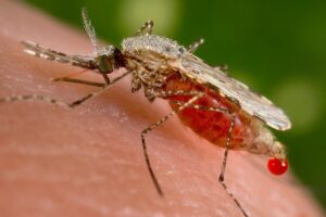 Brasile: Vaccinazioni e Profilassi per Malaria, Febbre Gialla e Dengue