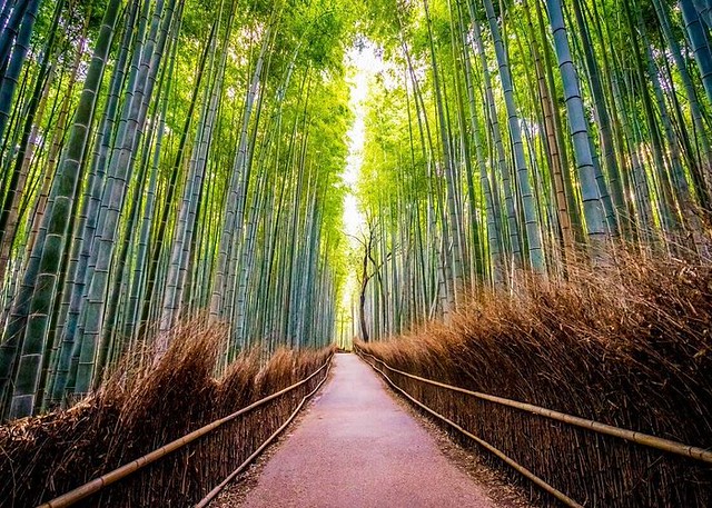 Come Arrivare ad Arashiyama da Kyoto e Come Visitare Arashiyama: Domande e Risposte Frequenti Come Arrivare ad Arashiyama da Kyoto e Come Visitare Arashiyama: Domande e Risposte Frequenti