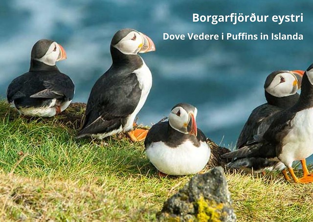 Borgarfjörður eystri: Dove Vedere i Puffins in Islanda Borgarfjörður eystri: Dove Vedere i Puffins in Islanda