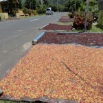 Spezie ad essiccare lungo la strada, Pulau Tidore Spices along the street of Pulau Tidore in the Maluku Archipelago in Indonesia
