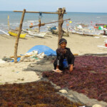 Agar Agar Algae! Photo of Agar Agar Algae in South Sulawesi in Indonesia