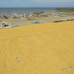Riso al sole lungo la costa di sud Sulawesi A small fishing village near Bulukumba in South Sulawesi in Indonesia