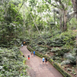 Sacred Monkey Forest Sanctuary The Famous Monkey Forest Sanctuary in Ubud in Bali, Indonesia