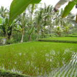Palme e risaie, è questa la Bali rurale A View of Rice Fields during the Cycling Tour in Bali, Indonesia