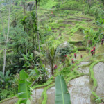 Le risaie a terrazza di Tegalalang Tegalalang Rice Terrace North of Ubud in Bali, Indonesia
