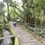 Il passaggio pedonale che porta al villaggio di Nyuhkuning Walking Path through Monkey Forest connecting Ubud to Nyuhkuning in Bali, Indonesia