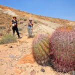 Cactus! Cactus on the Fire Wave Trail in Valley of Fire State Park in Nevada