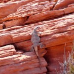 Desert Lizard! Desert Lizard in Valley of Fire State Park in Nevada