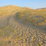 I primi raggi di sole First dunes on the Kelso Dunes Trail in the Mojave National Preserve in California
