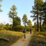 Nel bosco a 2.000 metri di altitudine... Into the forest along East Mesa Trail in Zion National Park in Utah
