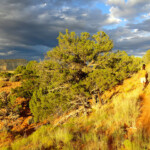 C’è anche un boschetto... On the last section of Slickrock Cutoff of Shakespeare Arch and Sentinel Trail in Kodachrome Basin in Utah