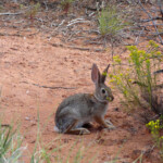 Niente serpenti, solo un leprotto... Small animal on Shakespeare Arch and Sentinel Trail in Kodachrome Basin State Park in Utah USA