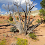 Contrasti di colore Tree on Angels Palace Trail in Kodachrome Basin State Park in Utah USA