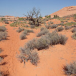 Ci sono tante orme Hiker footpaths in the desert area between the upper exit of Peek-A-Boo and the upper entrance of Spooky slot canyon in the Dry Fork of Coyote Gulch