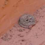 Eccolo il serpente... Rattlesnake in the Dry Fork Narrows in Grand Staircase Escalante National Monument in Utah USA