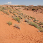 Qui Spooky è un grande wash The wash near the upper entrance of Spooky Gulch in the Dry Fork of Coyote Gulch in Grand Staircase Escalante NM in Utah USA