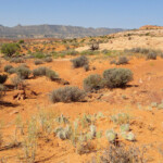 Sono poco più di 600 metri con prevalente direzione est… Walking in the desert between Peek-A-Boo Gulch and Spooky Gulch in Grand Staircase Escalante National Monument