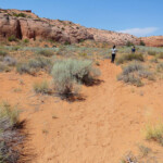 A volte tagliamo tra i cespugli Walking the Dry Fork of Coyote Gulch between the lower entrance of Spooky and the lower entrance of Peek-A-Boo in Grand Staircase Escalante NM in Utah