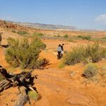 Poi prosegue nella sabbia On the Trail between the trailhead and the bottom of Dry Fork in Grand Staircase Escalante NM in Utah USA
