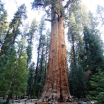 Qui di solito c’è sempre la fila… A closed view of General Sherman Tree Giant Forest Sequoia NP California USA