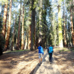 Lungo il Congress Trail le sequoie non sono poche A morning hike on the Congress Trail Sequoia NP California USA