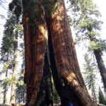 Le sequoie sono super resistenti Big sequoia damaged by fire Congress Trail Sequoia NP California USA
