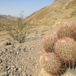 Un magnifico cactus Cactus near the entrance of Titus Canyon in Death Valley National Park California
