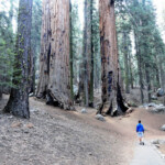 Ma non sono gli alberi più larghi e nemmeno i più vecchi... Congress Trail Sequoia NP California USA