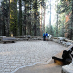 Non è il più alto, ma il più grande come volume Easy hike to General Sherman Tree Sequoia NP California USA