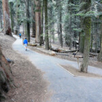 E non sono nemmeno i più alti... Easy walk on Congress Trail Sequoia NP California USA