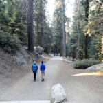 In verità non è un sentiero… Excursion to General Sherman Tree Sequoia NP California USA
