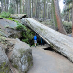 Non ci si annoia... Fallen sequoia Congress Trail Sequoia NP California USA