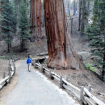 E’ qui che crescono gli alberi più grandi del pianeta... First section Congress Trail Sequoia NP California USA