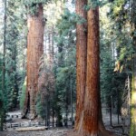 Inizia ad apparire… First view of General Sherman Tree from the trail Sequoia NP California USA