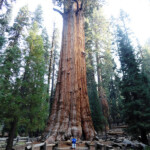 General Sherman Tree In front of General Sherman Tree Giant Forest Sequoia NP California USA