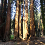 Non esitare ad andare a toccarle... In front of The House Congress Trail Sequoia NP California USA