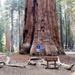 Mc Kinley Tree Mc Kinley Tree Congress Trail Sequoia NP California USA