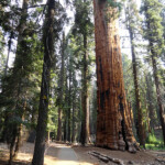 Il Congress Trail è un loop parziale lungo in tutto 4,8 Km Morning light Congress Trail Sequoia NP California USA