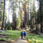 Ormai verso la fine Near the end of Congress Trail Loop Sequoia NP California USA